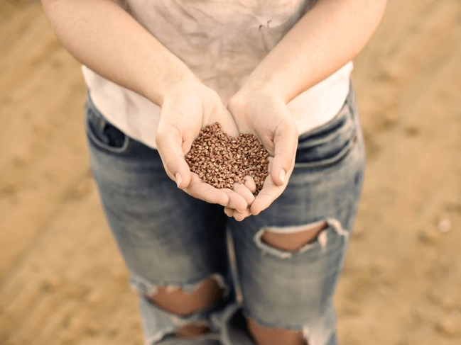 ประโยชน์ของ buckwheat